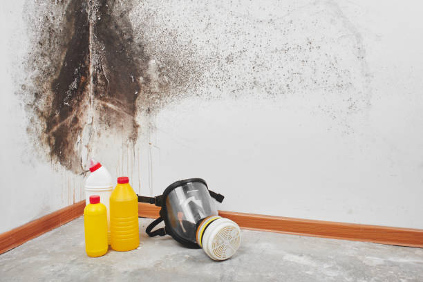 Best Mold Testing  in Ferdand, IN