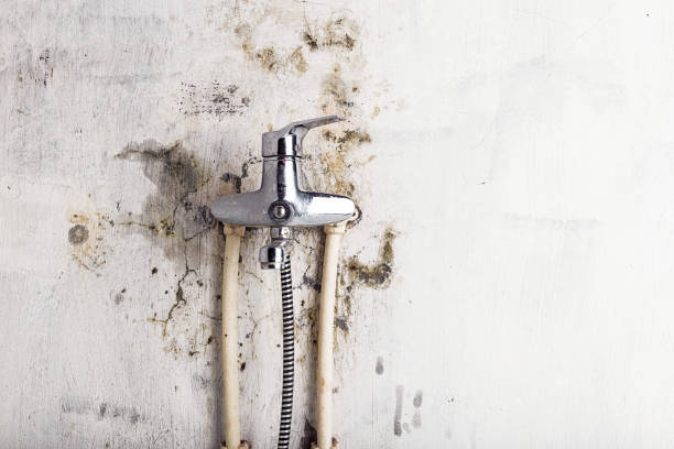 Certified Mold Removal in Ferdinand, IN