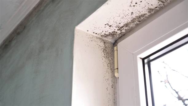 Best Emergency Mold Removal  in Ferdand, IN