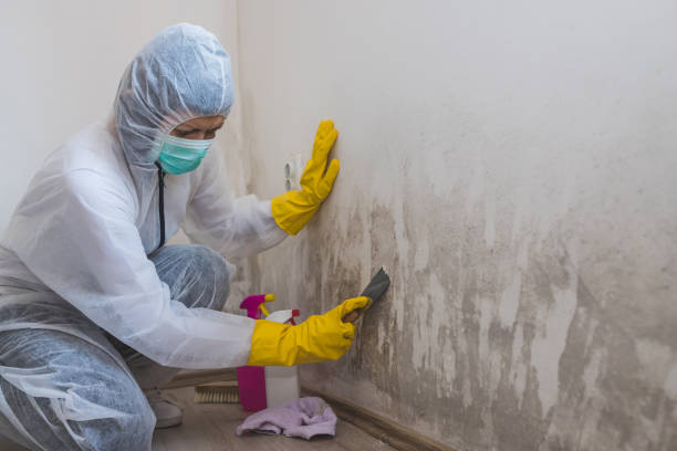 Best Crawl Space Mold Removal  in Ferdand, IN