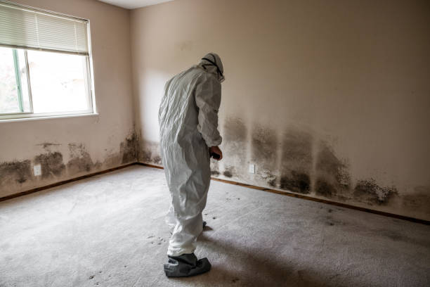 Best Black Mold Removal  in Ferdand, IN